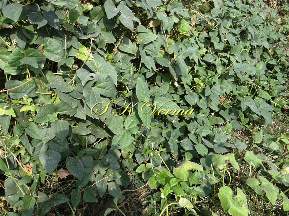  Plants